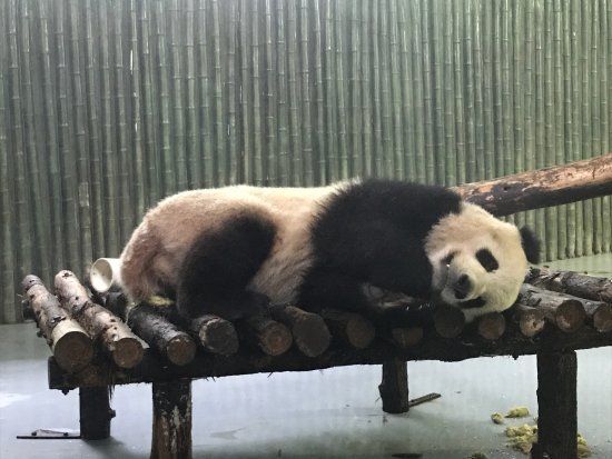Zoo de Shanghai